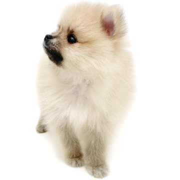 animal_image