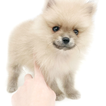 animal_image