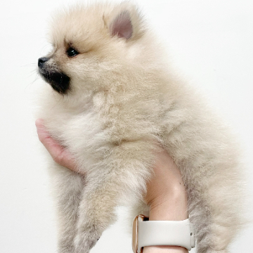 animal_image