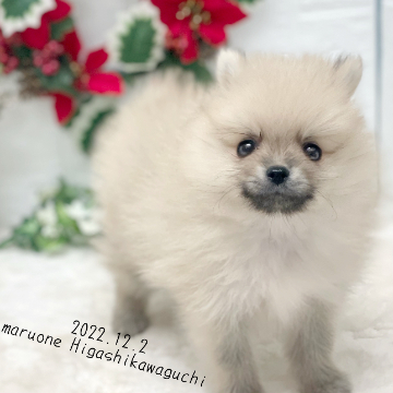 animal_image