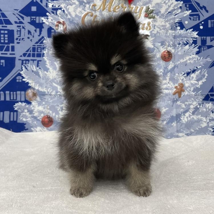 【ポメラニアン クロ】 ポメラニアン☆黒ポメちゃん 羊毛フェルト - CHECO-LU'S GALLERY