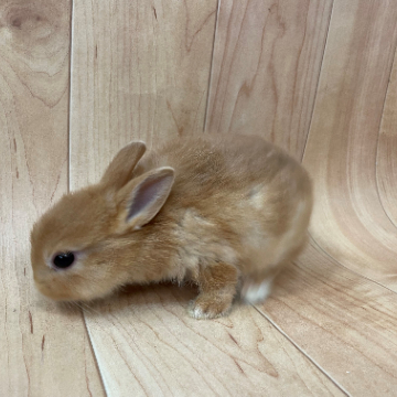 animal_image