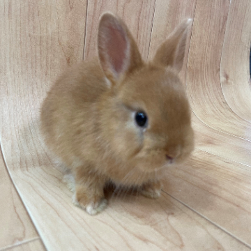 animal_image