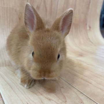 animal_image