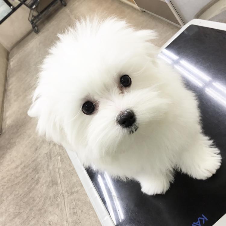 animal_image