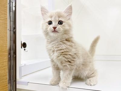 animal_image