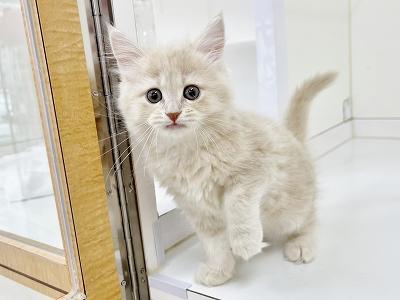 animal_image