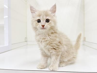 animal_image