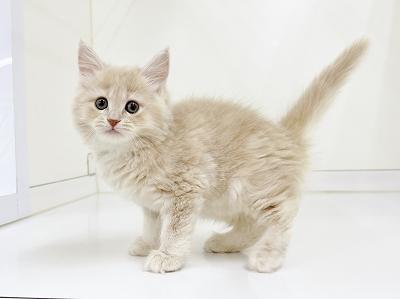 animal_image