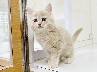 animal_image