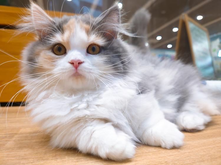 animal_image