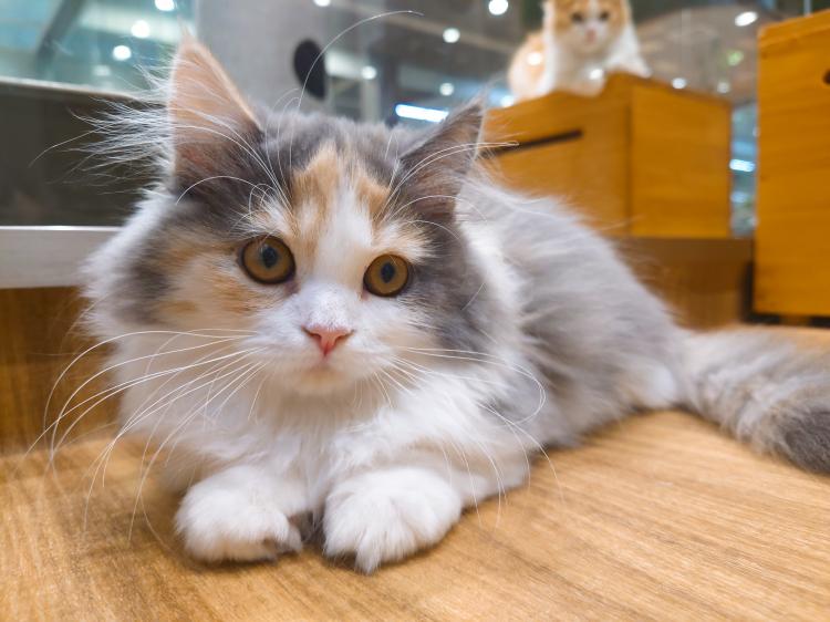 animal_image