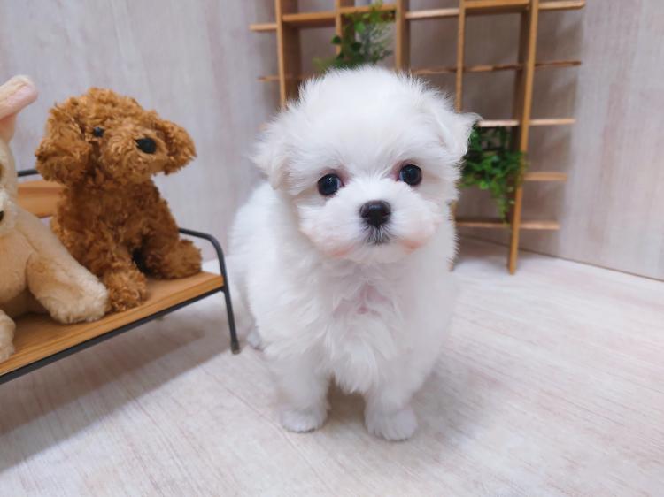 animal_image