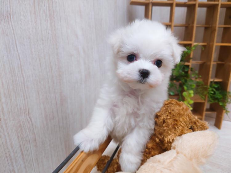 animal_image