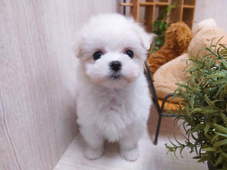 animal_image