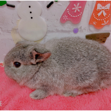 animal_image