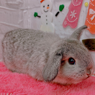 animal_image