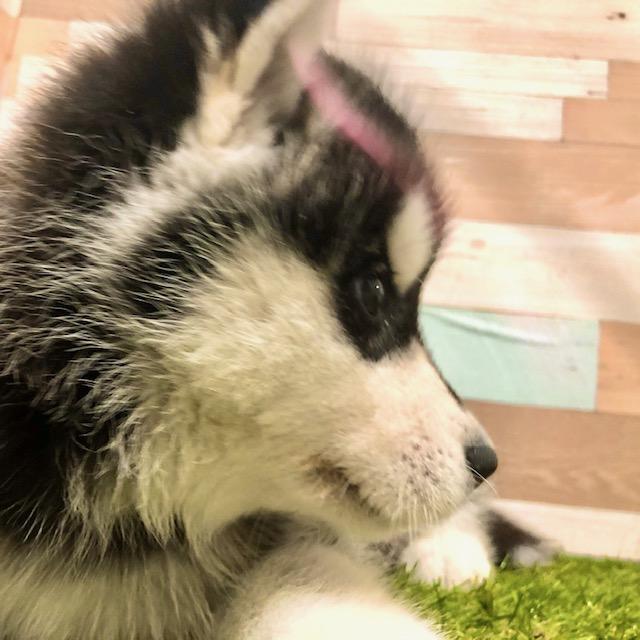 animal_image