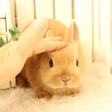 animal_image