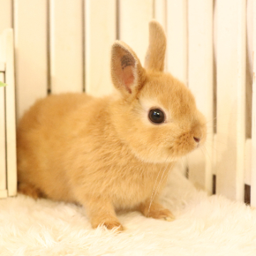 animal_image