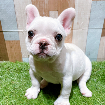 animal_image