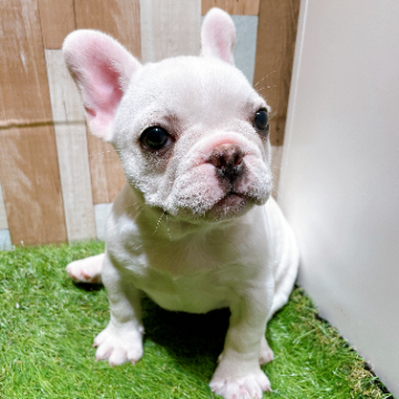 animal_image