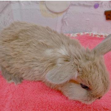 animal_image