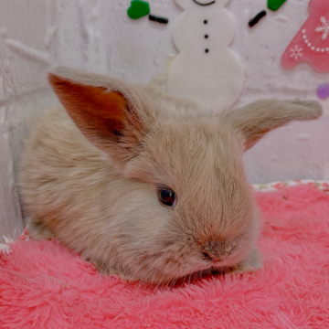 animal_image
