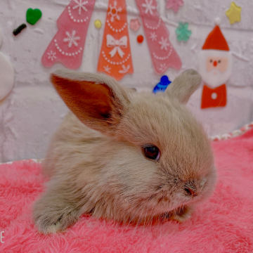 animal_image