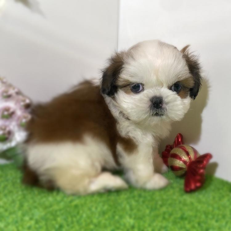 animal_image