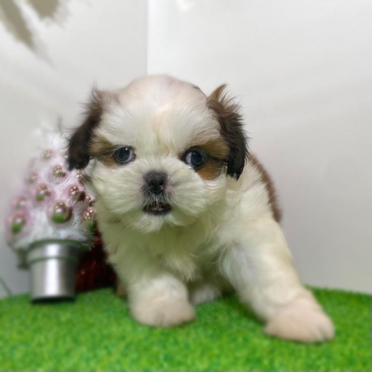 animal_image
