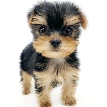 animal_image