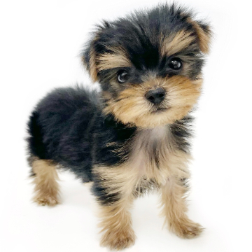 animal_image