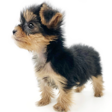 animal_image