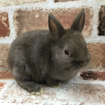 animal_image