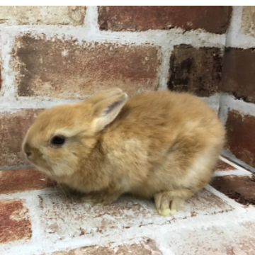 animal_image