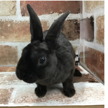 animal_image