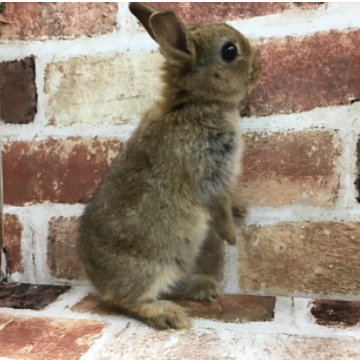 animal_image
