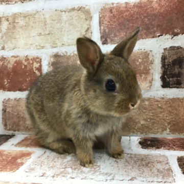 animal_image