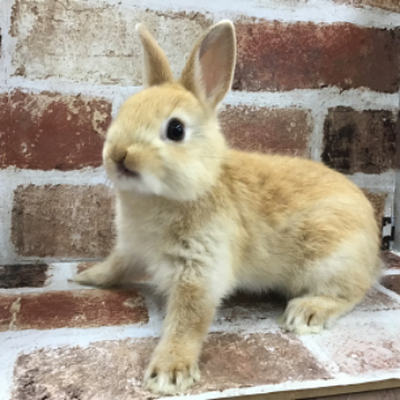 animal_image