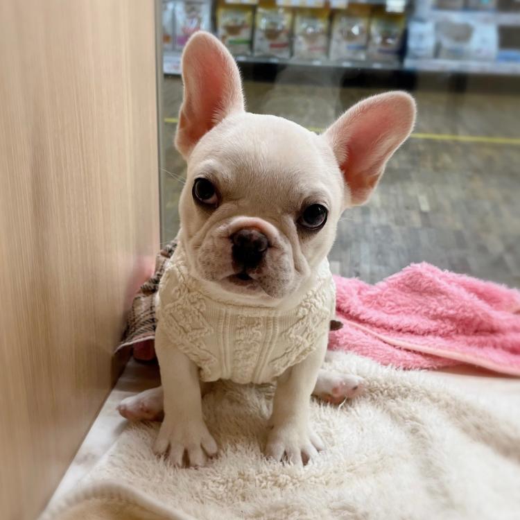 animal_image