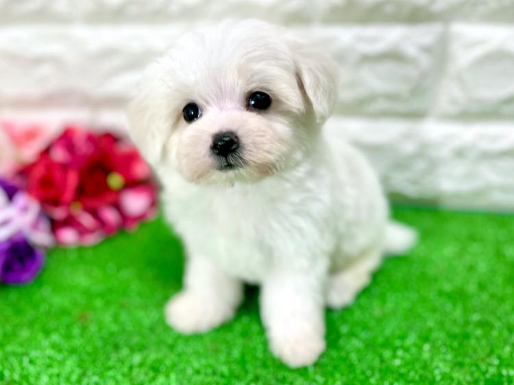 animal_image