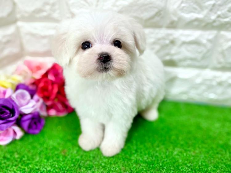 animal_image