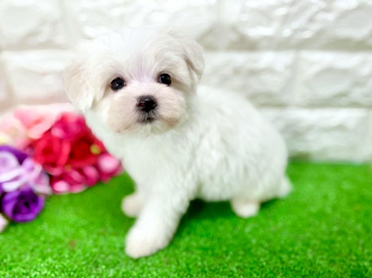 animal_image