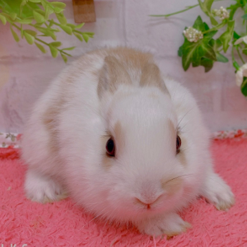 animal_image
