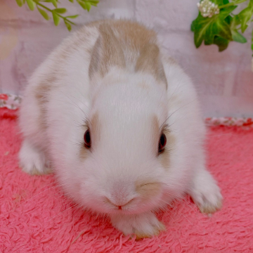 animal_image
