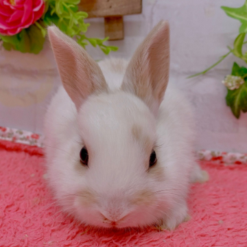 animal_image