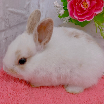 animal_image