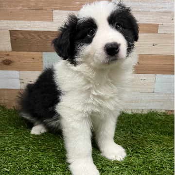 ワンニャンハウス 岡山店のボーダー・コリーの詳細【ハローべいびぃ】