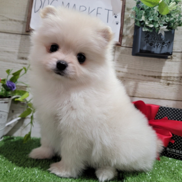 animal_image